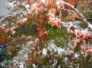 Acer palmatum Bloodgood (2014, Oct.25)