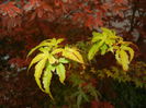 Acer palmatum Katsura (2014, Oct.26)