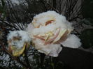Rose Adriana (2014, October 25)