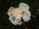 Rose Adriana (2014, October 25)