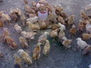 100319952_BCICPYY3