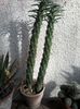 cylindropuntia subulata