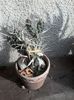 tephrocactus articulatus v papyracanthus
