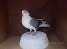 DSCN5062