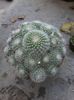 rebutia senilis