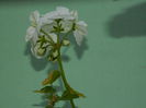 DSCN2069