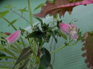 DSCN2074