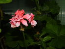 DSCN2077