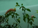 DSCN2082