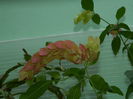 DSCN2083