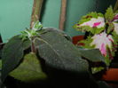 DSCN2090