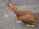 SAM_0507