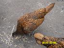 SAM_0508