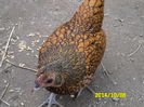SAM_0511