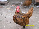 SAM_0512