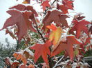 Liquidambar styraciflua (2014, Oct.25)