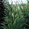 Iarba decorativa Setaria macrocheata.