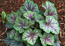 heuchera green spice