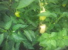 20140729_190423