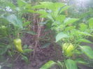 20140729_190549