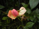 Orange Miniature Rose (2014, Oct.26)