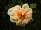 Orange Miniature Rose (2014, Oct.26)