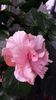 Classic Pink