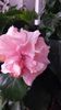 Classic Pink