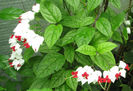 clerodendron_thomsonae