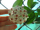 hoya carnosa