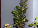 arbutus unedo 30 OCT.2014