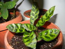 Calathea Insigne (2014, October 26)