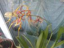 Orhideea paianjen