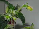 DSCN2263