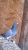 IMG-20141025-WA0010