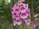 Digitalis