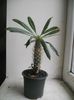 Pachypodium Lamerei