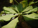 Schefflera Variegata (2014, May 30)