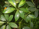 Schefflera Gold Capella (2014, Oct.19)