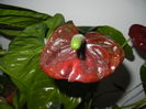 Anthurium Black Queen (2014, Oct.26)