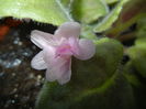 Pink African Violet (2014, Sep.15)