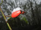 Rose Hips (2014, October 25)