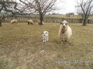 SAM_0095