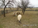 SAM_0097