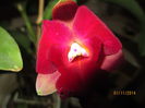 cattleya roz cu rosu 2014.11.01 1