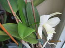 cattleya alba 2 2014.11.02