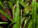 DSCN2371
