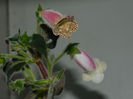 DSCN2375
