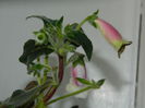 DSCN2377