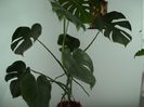 Philodendron